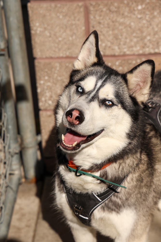 True Companions Animal Shelter & Clinic